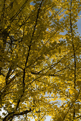 Herbst Baum Gingko