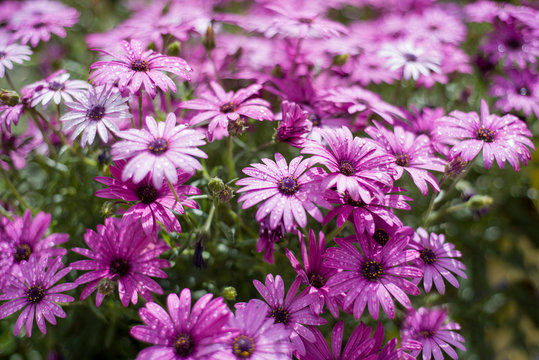 adow of purple daisies after rain