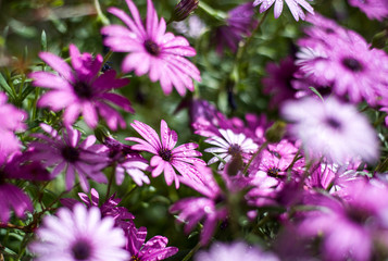 adow of purple daisies after rain