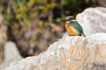 岩の上のカワセミ
