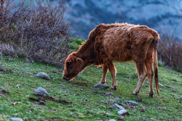 Spring in the mountain, cows in green field.