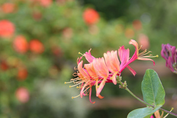In a garden (Vendee - France)