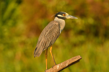 Krabbenreiher 
