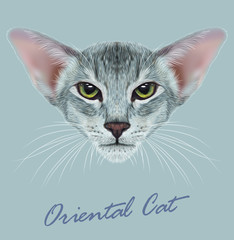 Oriental purebred cat animal cute face. Vector happy gray tabby oriental kitten head portrait. Realistic fur portrait of oriental green eyes kitty isolated on blue background.