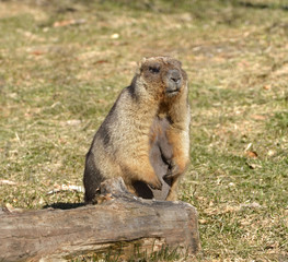 Naklejka na ściany i meble Bobak marmot (Marmota bobak) in spring. Portrait
