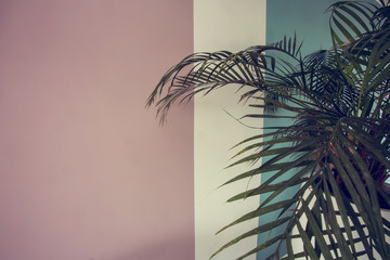 Close up green plant over pink and blue white painted wall, retro design colorful background texture