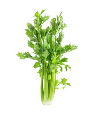 Fresh celery isolated on white background