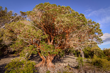 A beautiful bloomed Arrayan during summer in Patagonia, Argentina