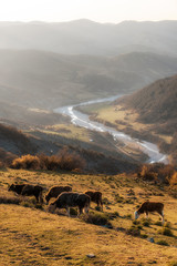 Spring in the mountain, cows in green field.