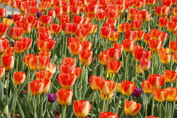 Fototapeta premium tulipani arancioni