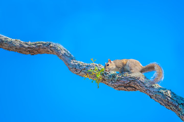 Squirrel