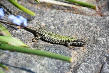 とかげ ムラリスカベカナヘビ  　European Wall Lizard