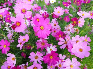 Fototapeta na wymiar Pink, white and red cosmos flower are bloom at field crop, background.