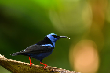 Türkisnaschvogel 