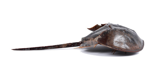 Tachypleus gigas isolated on white background with clipping path , specimen a large marine arthropod , a long tail-spine, and ten legs.