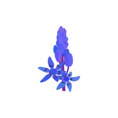 Fototapeta na wymiar plant scilla. Siberian Squill Scilla siberica . spring flower with leaves and stem