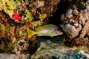 Fish swim in the Red Sea, colorful fish, Eilat Israel
