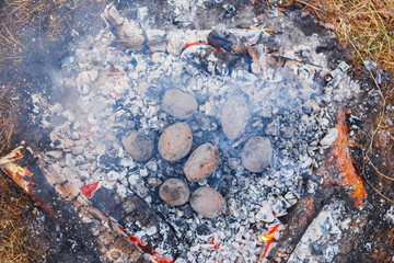 Potatoes baked in the coals on the fire in the spring forest