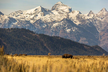 Wild American Bison Herd Grazing Peacefully, Wyoming © Vo