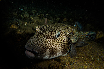 Fototapeta premium Arothron fish in the Red Sea Colorful and beautiful, Eilat Israel