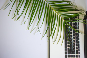A laptop on a table with a palm leaf