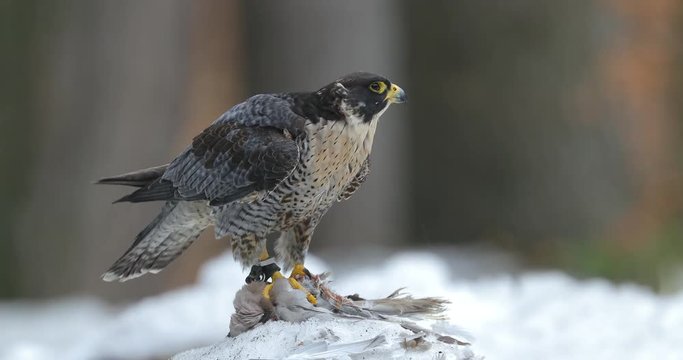 Falcon witch caught dove. Wildlife scene from snowy nature. Cold winter with bird. Falcon eating bird with plumage.