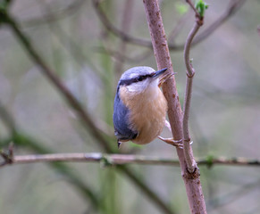 Vogel