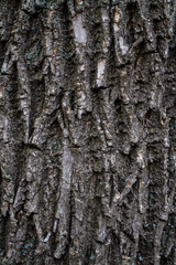 bark of a tree