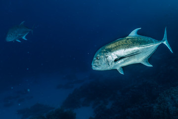 Fototapeta premium Fish swim in the Red Sea, colorful fish, Eilat Israel