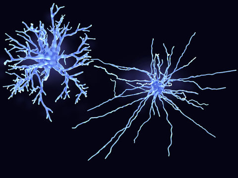 A Protoplasmic (left) And A Fibrous Astrocyte. Protoplasmic Astrocytes Are Found In The Gray Matter And The Fibrous In The White Matter Of The Brain.