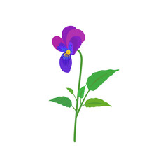 Pansy flower. violet spring flower