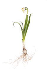 The Spring Snowflake, (Leucojum vernum). Snowflake with roots and tuber isolated on white. Complete snowflake.