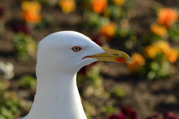Close up shot of seagull 