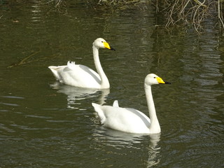 Obraz premium Singschwan