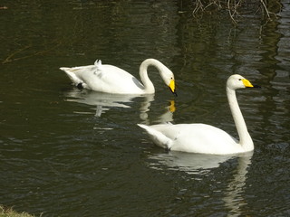 Singschwan