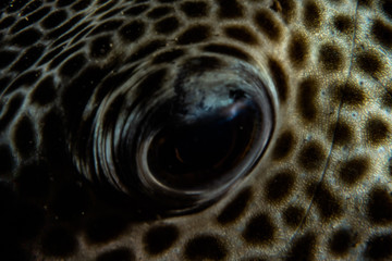 Arothron fish in the Red Sea Colorful and beautiful, Eilat Israel
