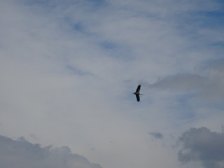 Storch