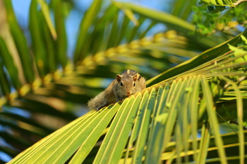 squirrel on the tree