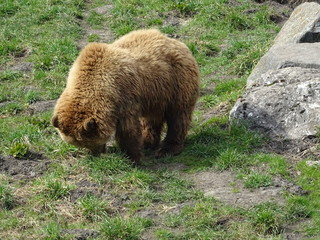 Braunbär