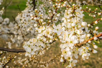 The first young flowers of yellow plums