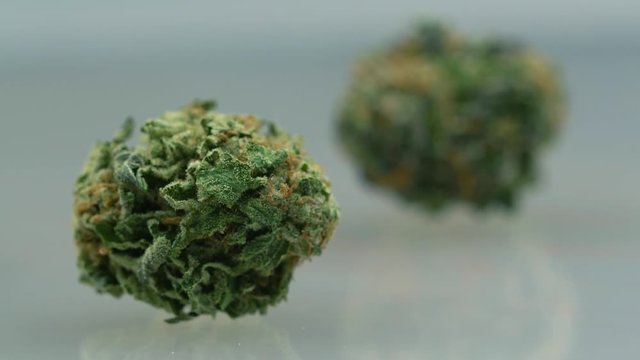 Cute cannabis bud reveals