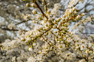 The first young flowers of yellow plums