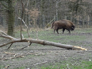 Wisent
