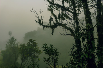 Obraz na płótnie Canvas Horton plains, Sri Lanka