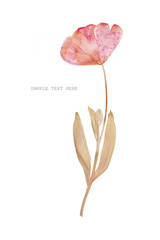 Pressed and dried tulip flower on a white background. For use in scrapbooking