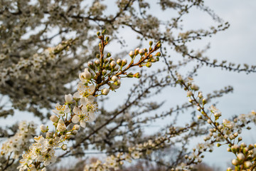 The first young flowers of yellow plums