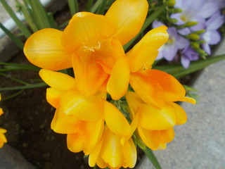  Żółte frezje © Jola i Darek 