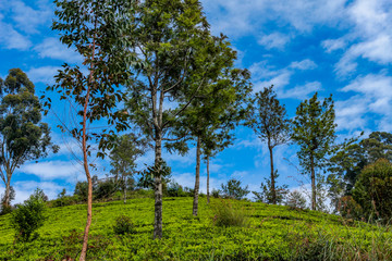 Fototapeta premium Nuwara Eliya, Sri Lanka