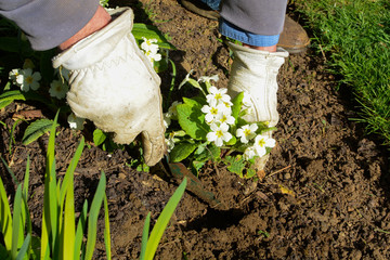 Man planting new pot plants in the garden