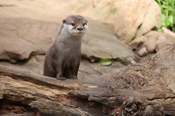 Otter